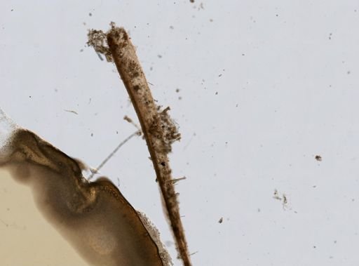 Ptygura mucicola