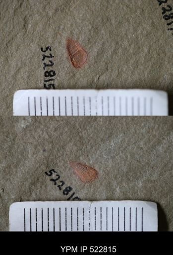 Chelicerata