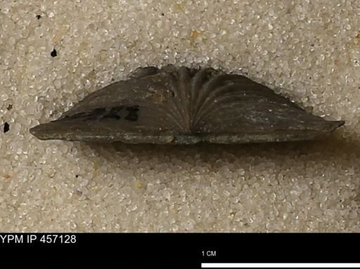 Stropheodonta sp.