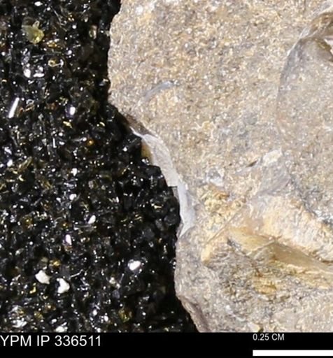 undet. Mollusca