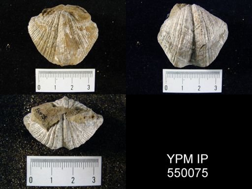 Spirifer cameratus