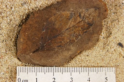 Angiospermopsida