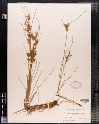 Juncus tenuis