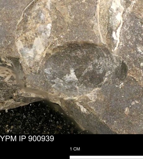 undet. Mollusca