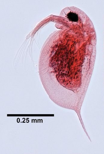 Daphnia