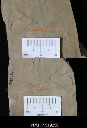 Ichnofossil