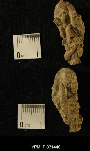 Cornulites corrugatus