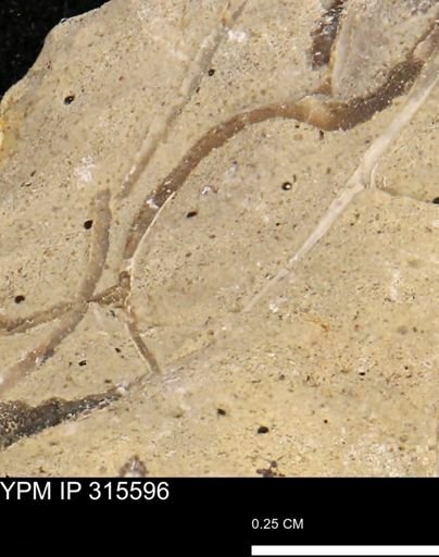 Bivalvia