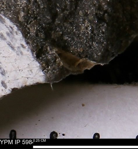 undet. Bivalvia