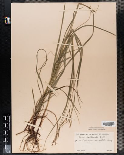 Carex virescens