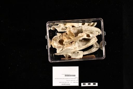 Chelonia mydas agassizi