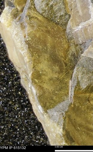 undet. Mollusca