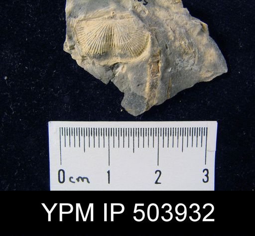 Chonetes latesinuata