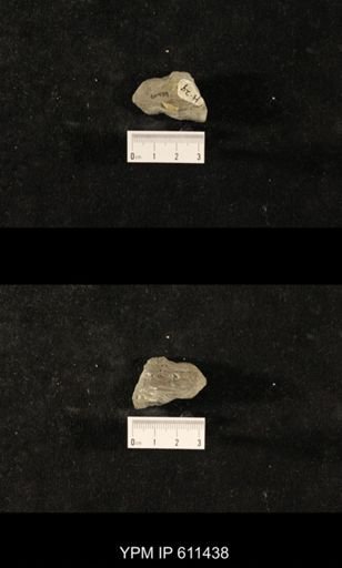 Glyptocrinus decadactylus