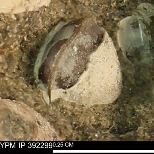Protocardia subquadrata