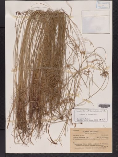 Cyperus