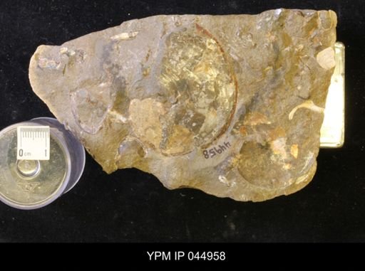 Sphenodiscus lenticularis