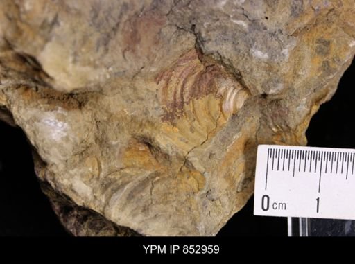Inoceramus cf. acutiplicata