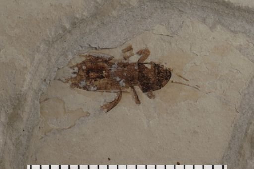 Gryllidae