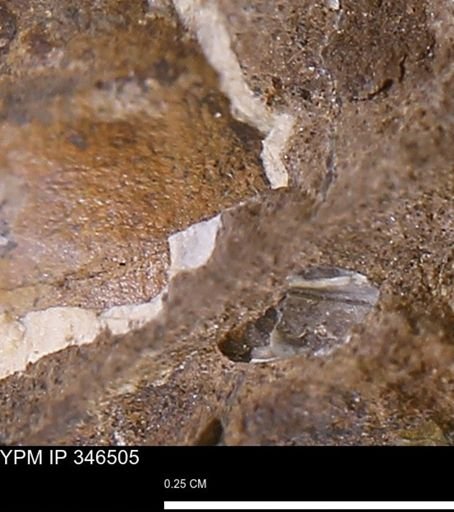 undet. Mollusca