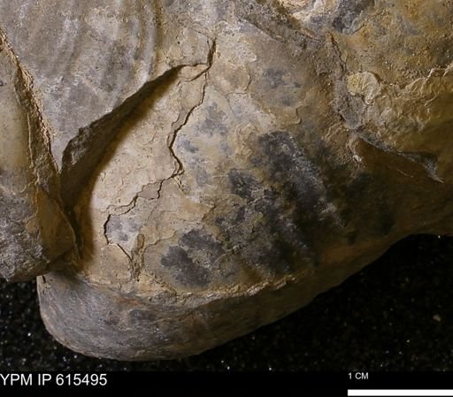 Inoceramus sp.