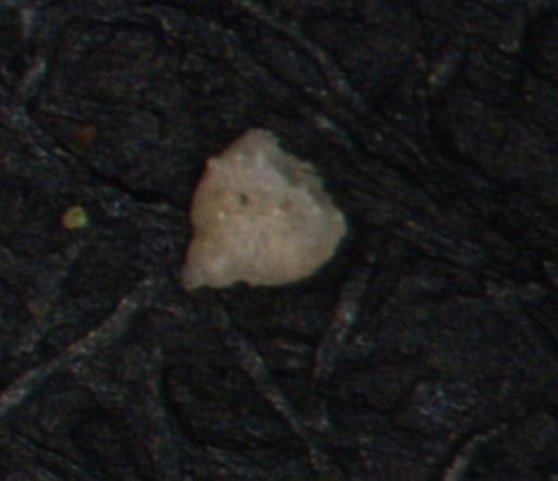 Clathrocyclas (Clathrocyclas) irrasa