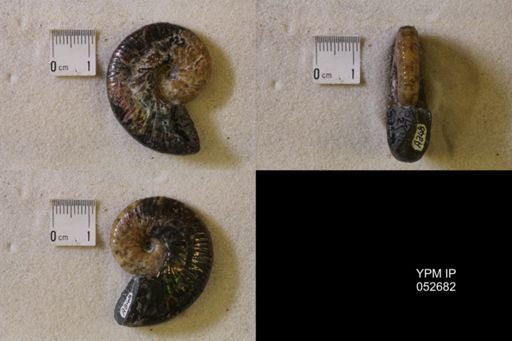 Hoploscaphites comprimus