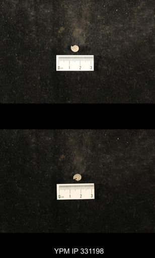 Trepospira depressa