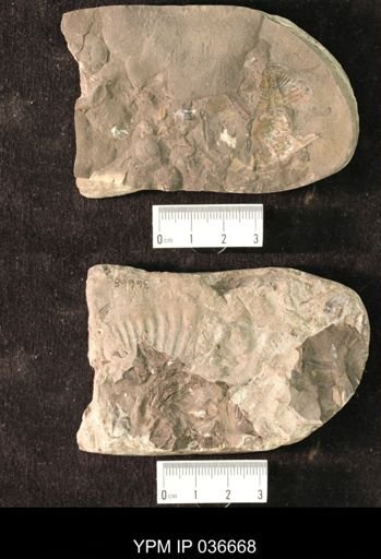 Pseudogygites sp.