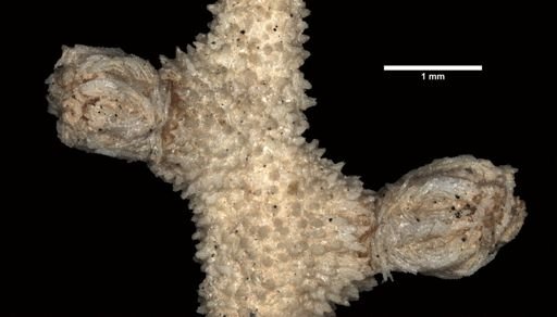 Acanthogorgia hirta