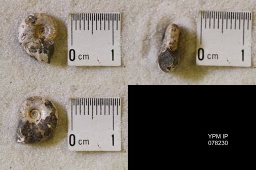 Hoploscaphites comprimus