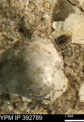 Protocardia?