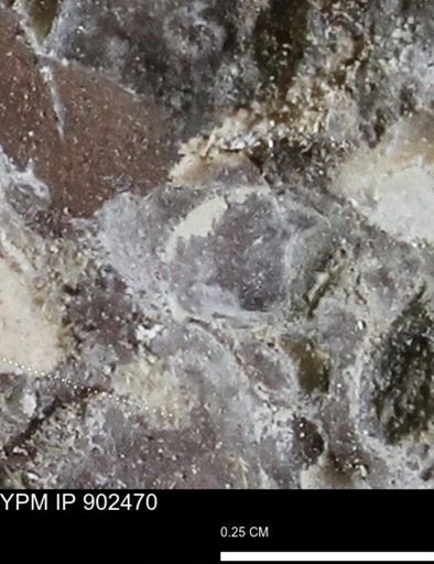 undet. Mollusca