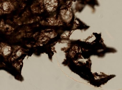 Iotrochota birotulata