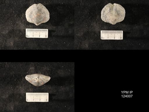 Athyris sp.