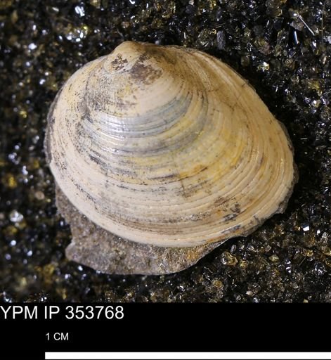Limopsis striatopunctatus