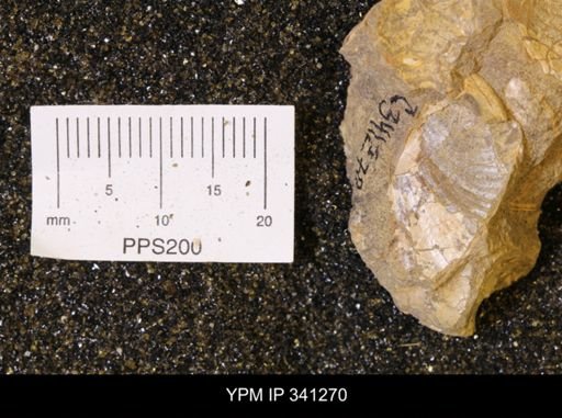 Scaphites sp.