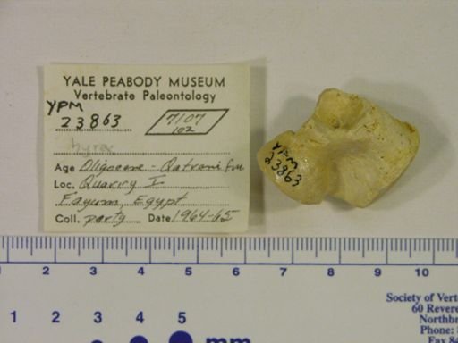Hyracoidea