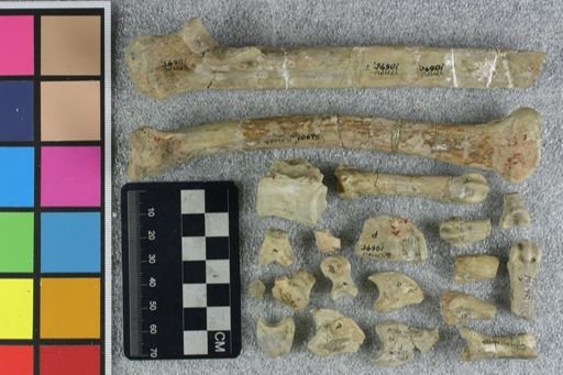 Agriochoerus?