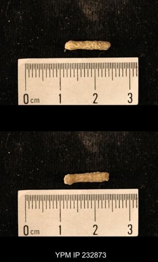 Archaeocidaris sp.