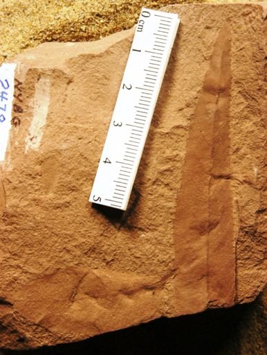 Carpinus lanceolata