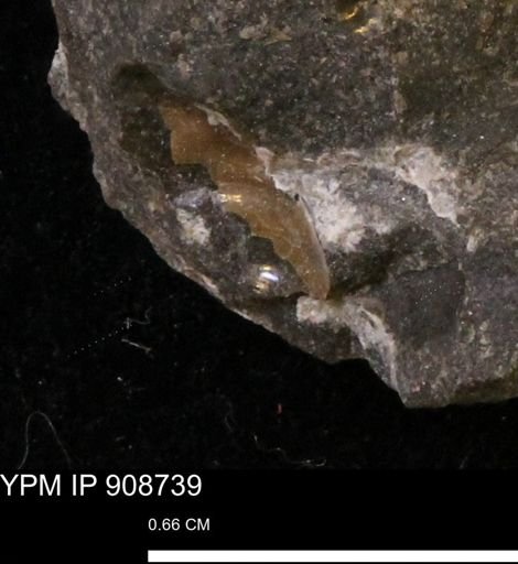 Ammonoidea?