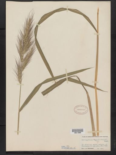 Echinochloa walteri