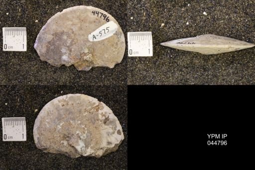 Sphenodiscus lenticularis
