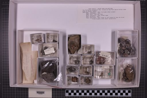 mixed taxa, stratigraphic collection