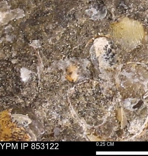 Limopsis striatopunctatus