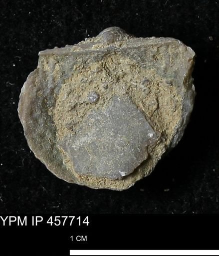 Helaspis sp.