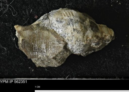 undet. Gastropoda