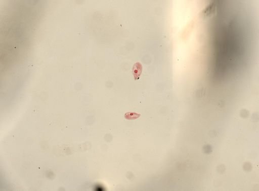 Paramecium calkinsi