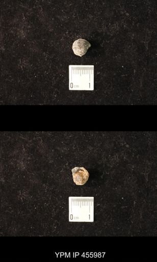 Pharkidonotus percarinatus